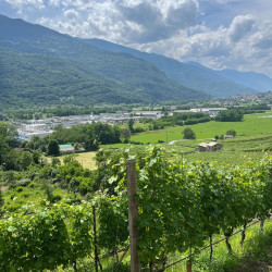 Wine Degustation in Valtellina